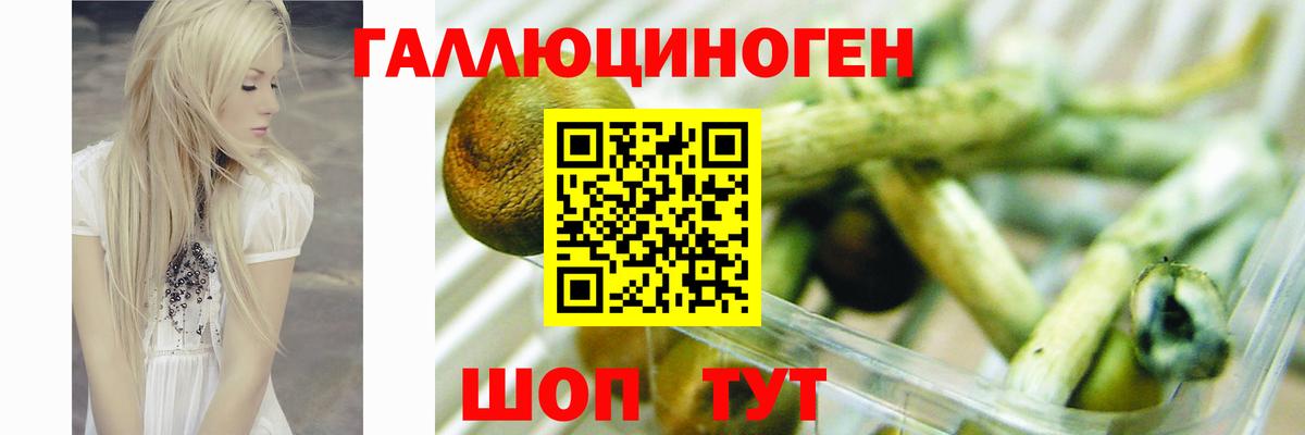 Галлюциногенные грибы Psilocybe Грязи